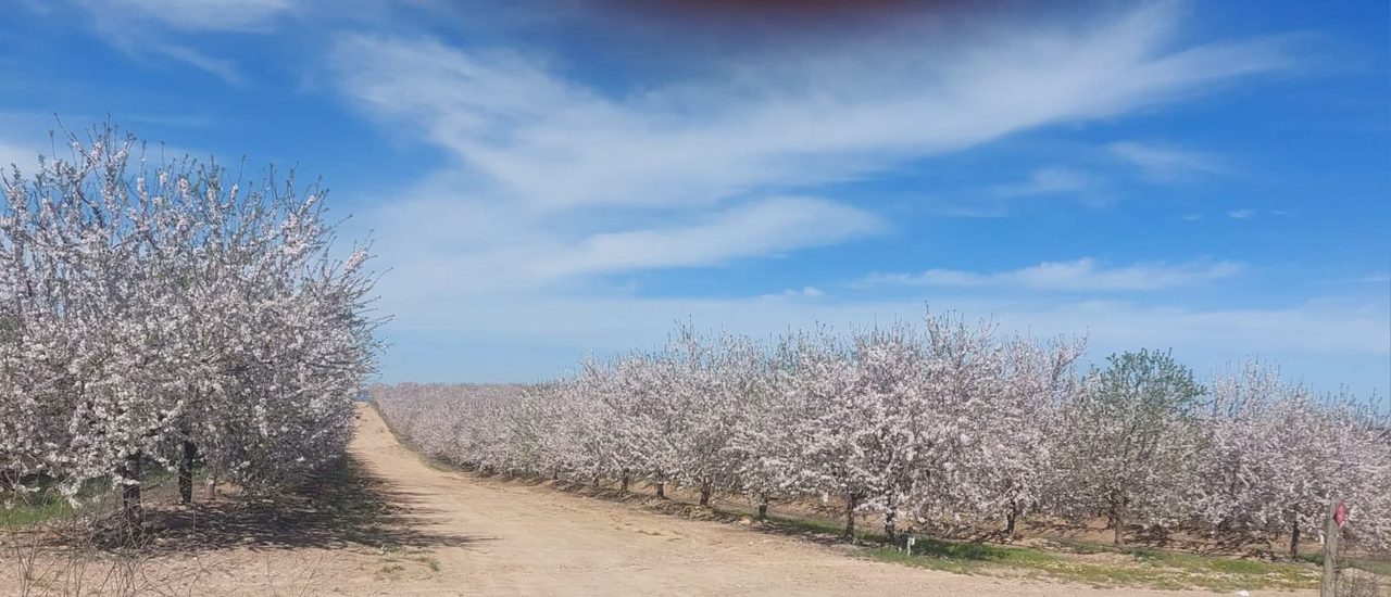 Alameda de amendoeiras em flor sob céu azul, no Alentejo