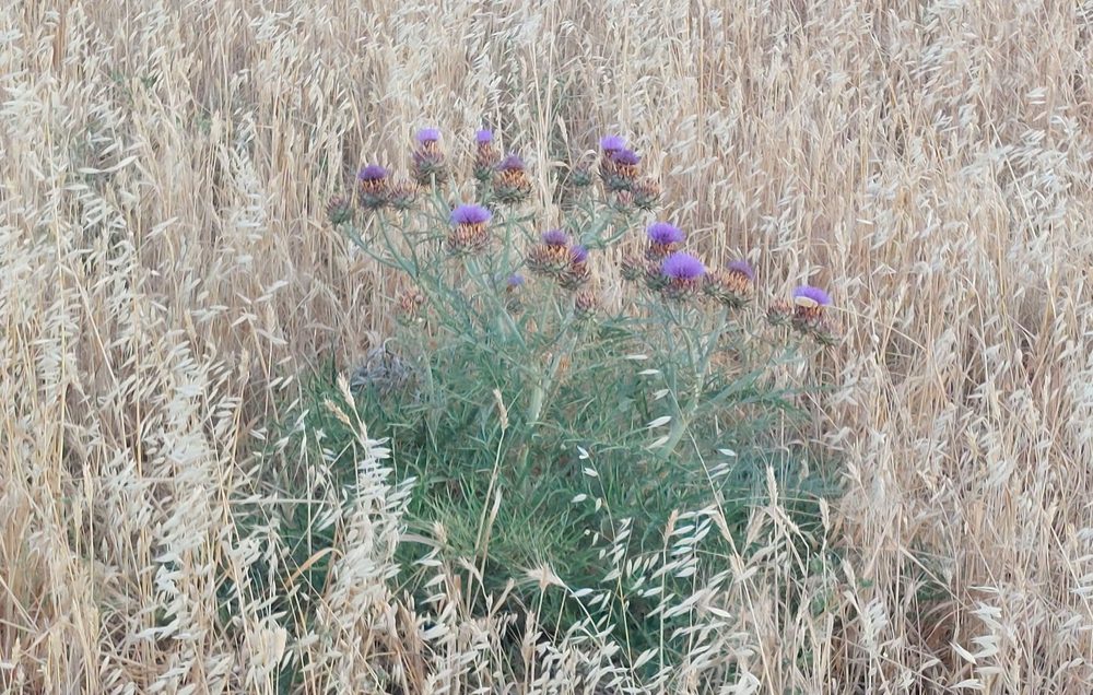 Cardo em flor, com botões roxos, num campo de aveia seca