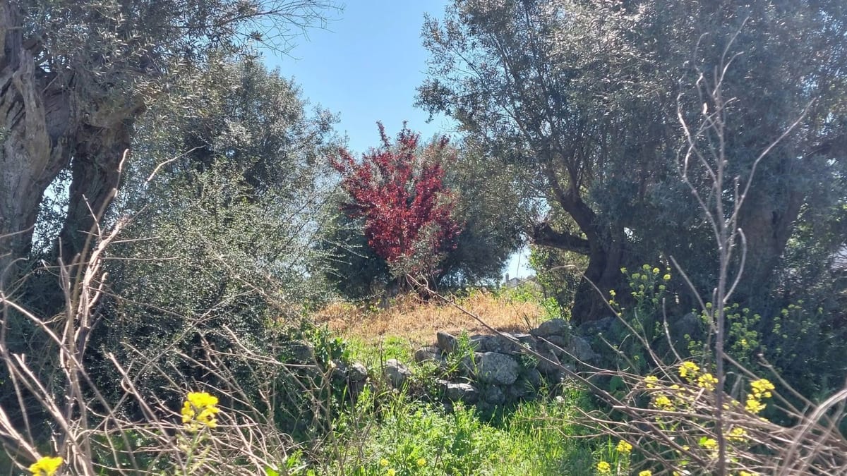 Oliveiras seculares de troncos retorcidos, com uma árvore de folhas vermelhas ao fundo e flores amarelas no primeiro plano